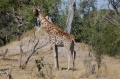 Giraffe and tree